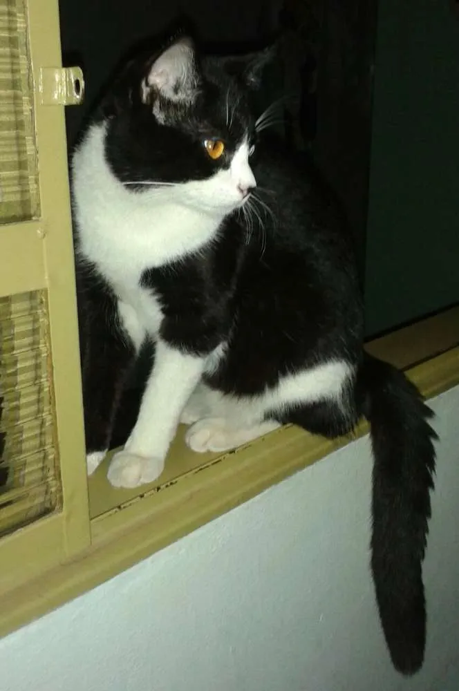 Gato ra a vira lata idade 7 a 11 meses nome BENNY