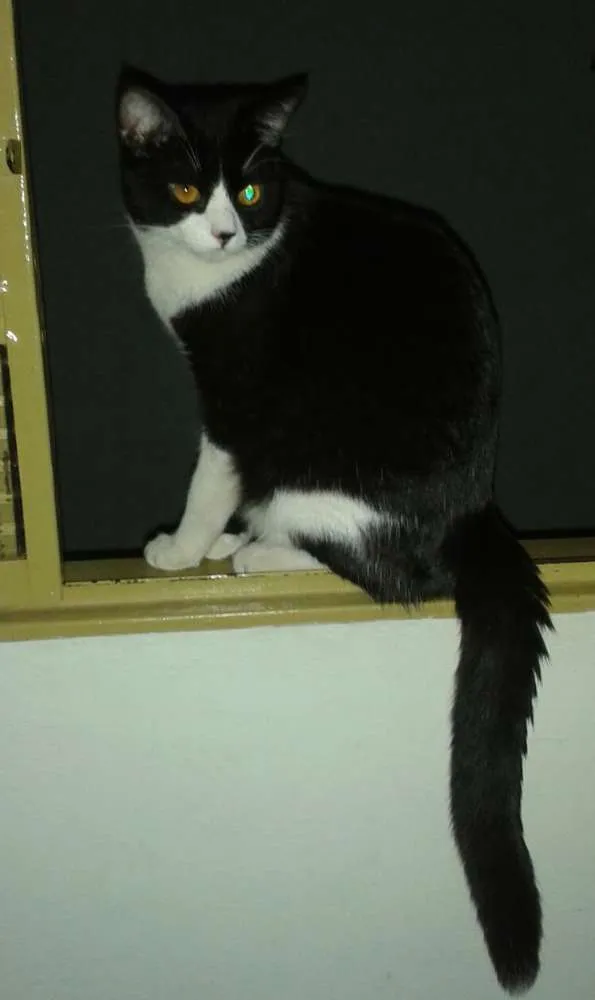 Gato ra a vira lata idade 7 a 11 meses nome BENNY