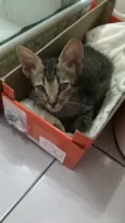 Tobias