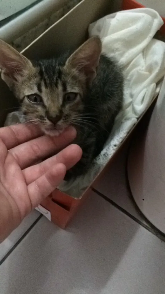 Gato raça Vira Lata idade  nome Tobias