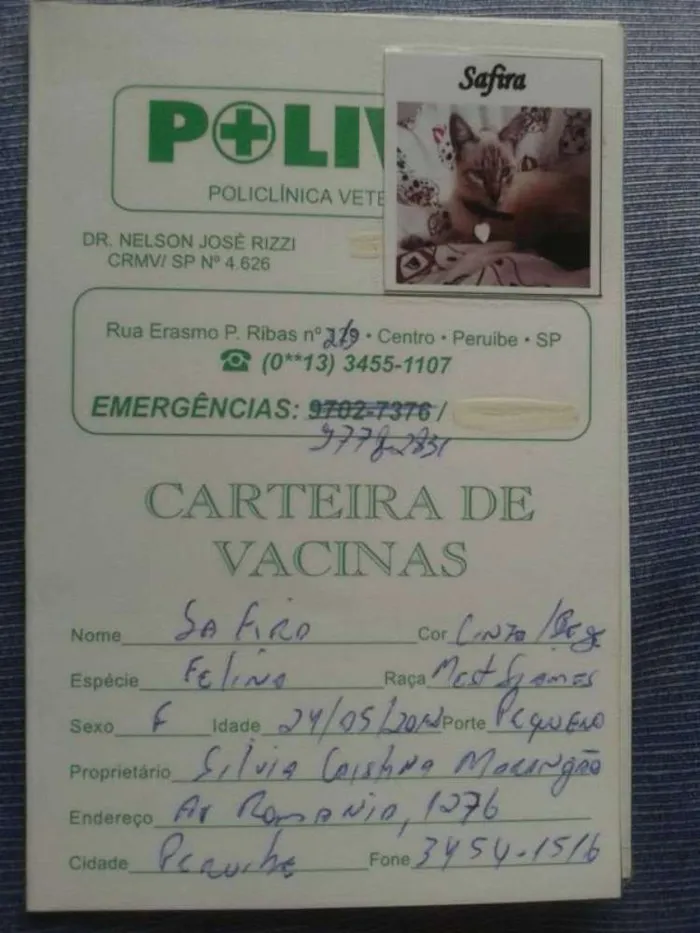 Gato ra a SRD idade 4 anos nome Safira