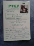 Simba - castrado, v