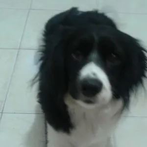 Cachorro raça SRD idade 2 anos nome Fyonna