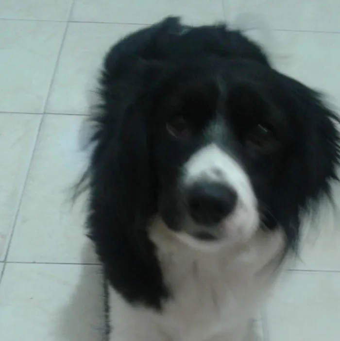 Cachorro ra a SRD idade 2 anos nome Fyonna