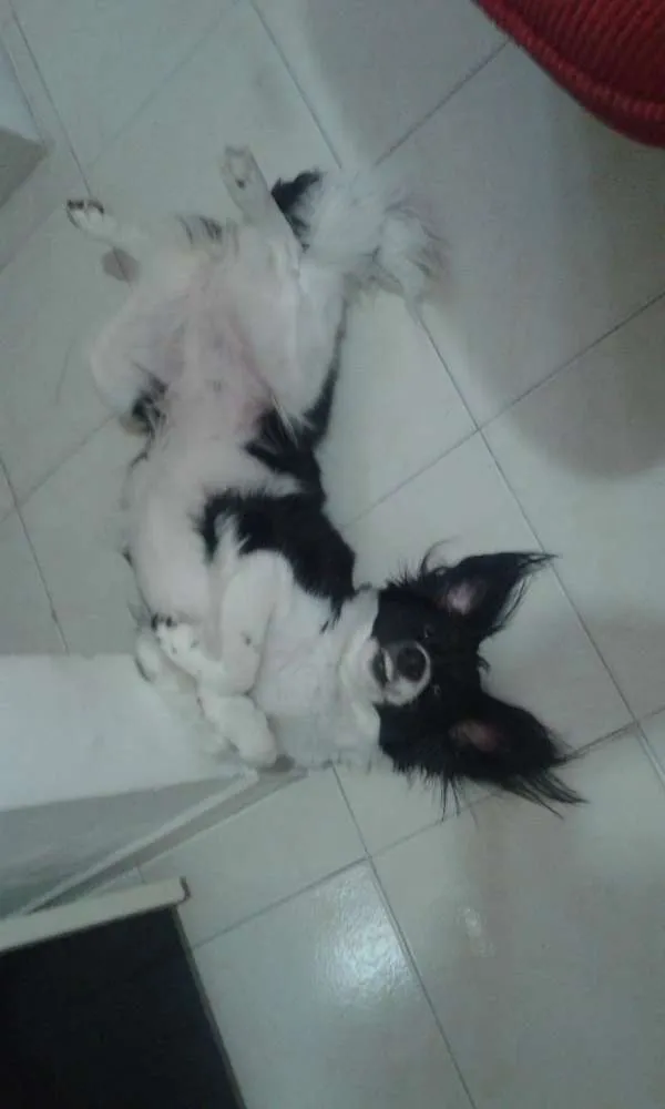 Cachorro ra a SRD idade 2 anos nome Fyonna