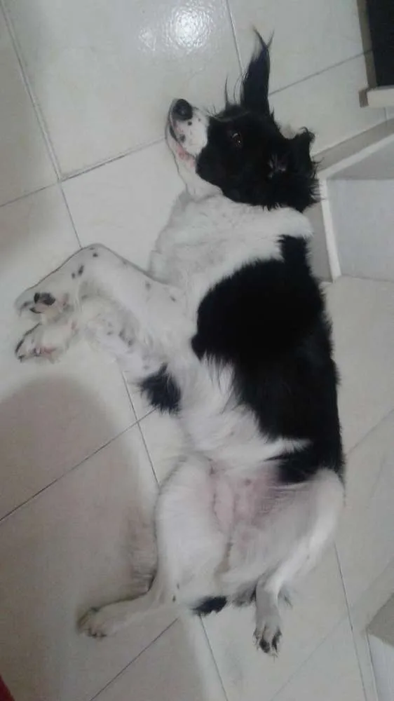 Cachorro ra a SRD idade 2 anos nome Fyonna