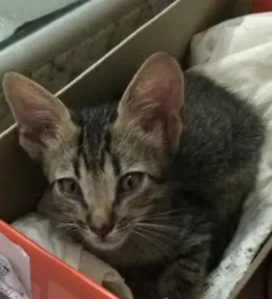 Gato raça Vira Lata idade  nome Tobias
