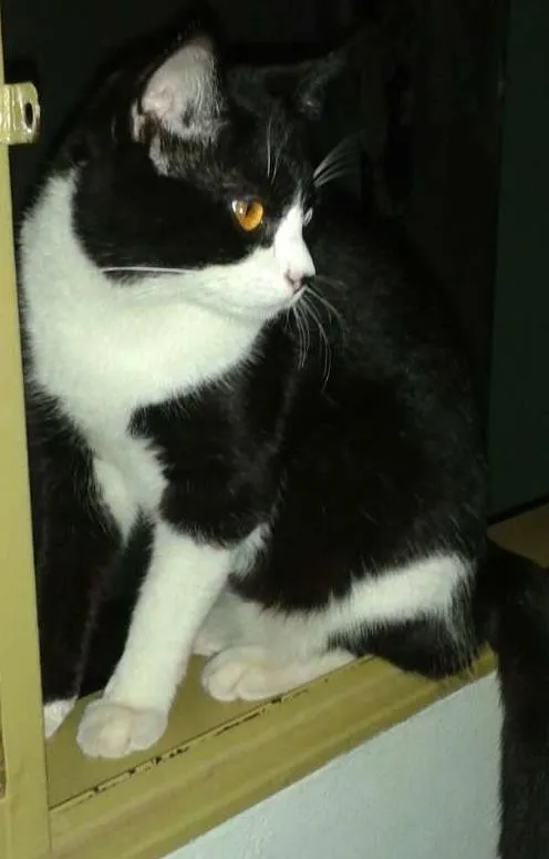 Gato ra a vira lata idade 7 a 11 meses nome BENNY