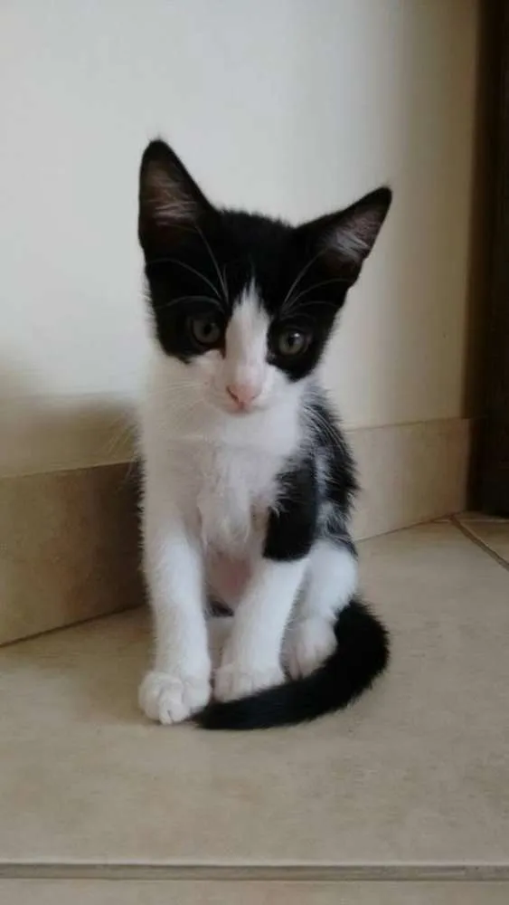 Gato ra a vira-lata idade Abaixo de 2 meses nome Kiki