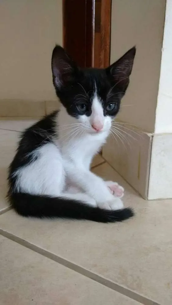 Gato ra a vira-lata idade Abaixo de 2 meses nome Kiki