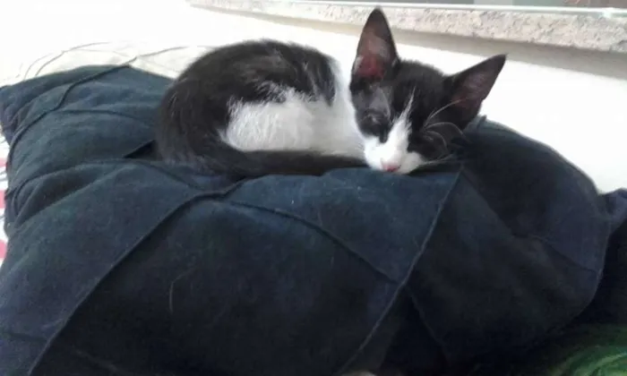 Gato ra a vira-lata idade Abaixo de 2 meses nome Kiki