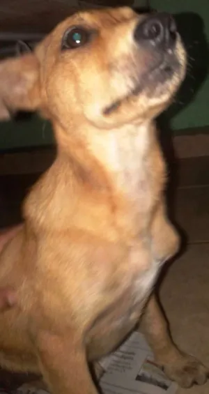 Cachorro raça SRD idade 2 a 6 meses nome Nina
