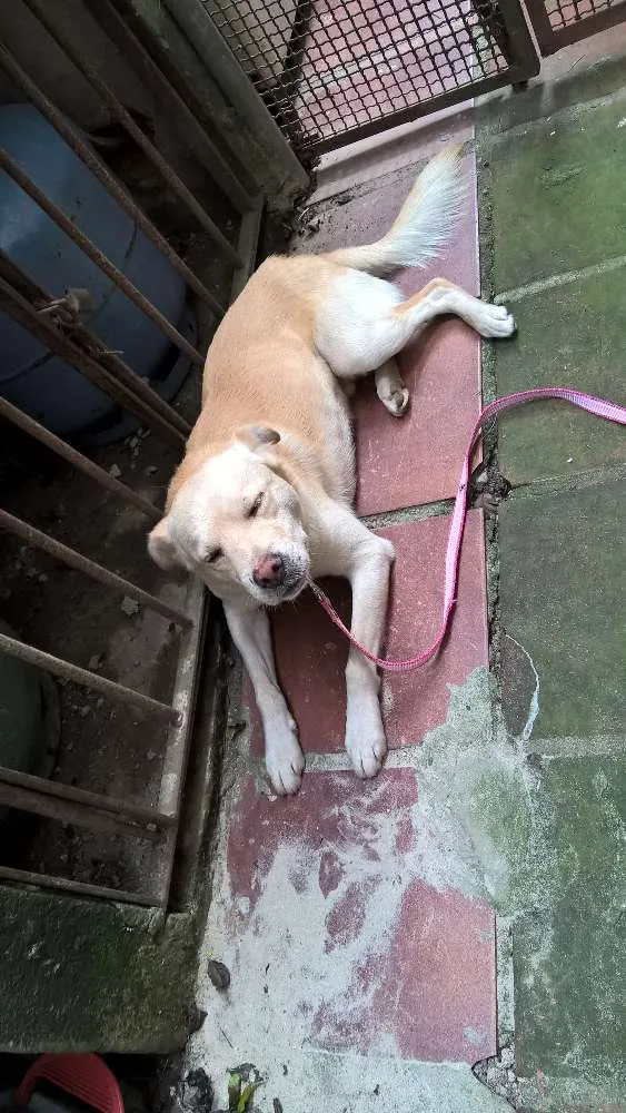 Cachorro ra a srd idade 1 ano nome Felipe
