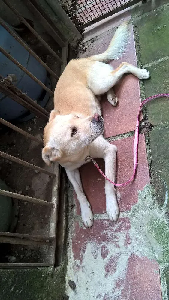 Cachorro ra a srd idade 1 ano nome Felipe