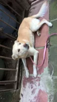 Felipe