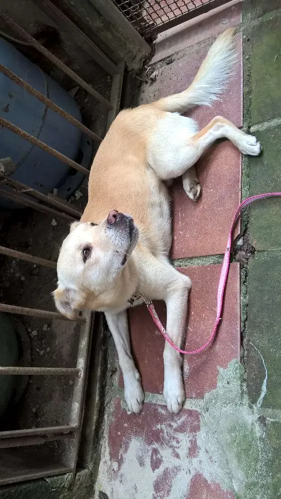 Cachorro ra a srd idade 1 ano nome Felipe