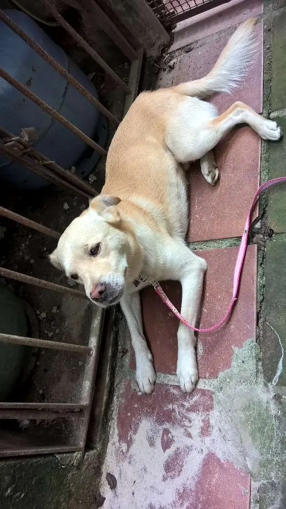Cachorro ra a srd idade 1 ano nome Felipe