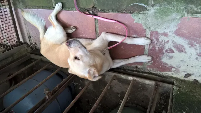 Cachorro ra a srd idade 1 ano nome Felipe
