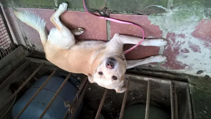 Cachorro ra a srd idade 1 ano nome Felipe