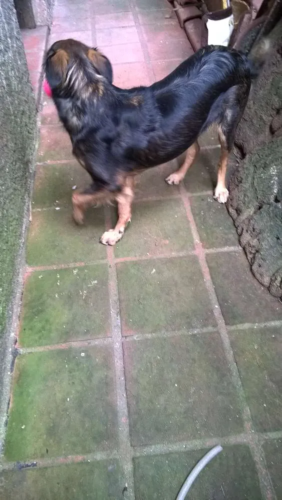 Cachorro ra a srd idade 2 anos nome Lilica e scooby