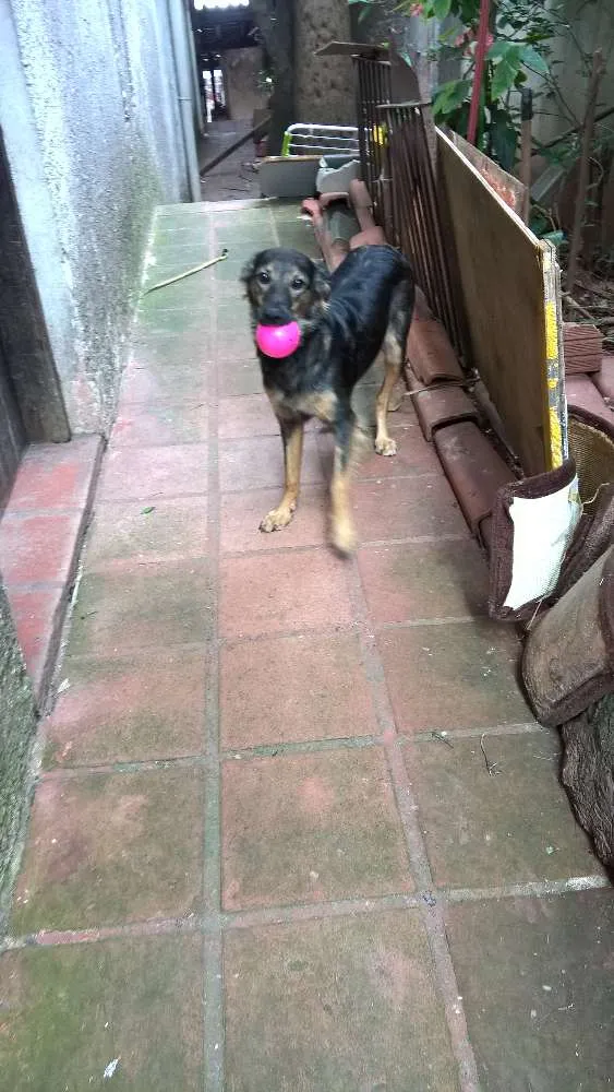 Cachorro ra a srd idade 2 anos nome Lilica e scooby
