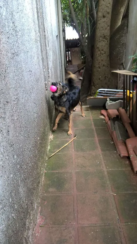 Cachorro ra a srd idade 2 anos nome Lilica e scooby