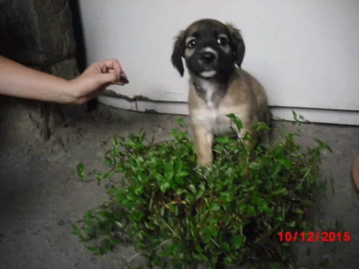 Cachorro ra a SRD idade 2 a 6 meses nome FELÍCIA