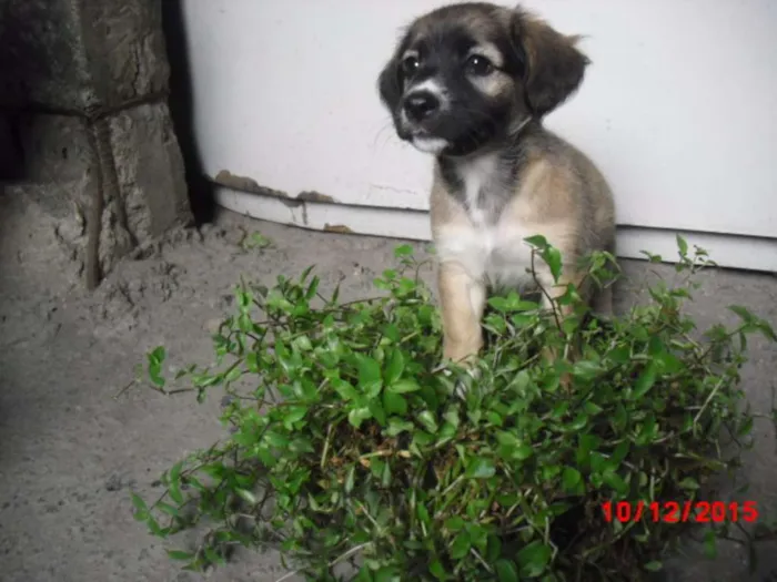 Cachorro ra a SRD idade 2 a 6 meses nome FELÍCIA