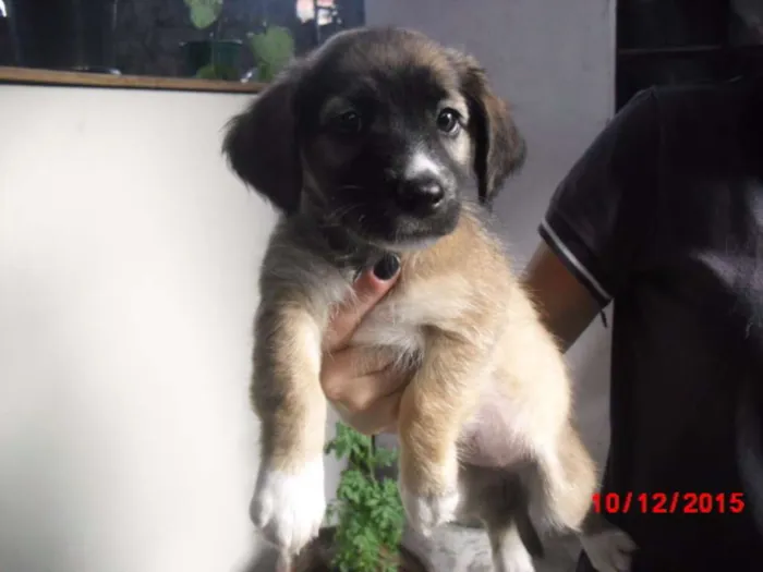 Cachorro ra a SRD idade 2 a 6 meses nome FELÍCIA