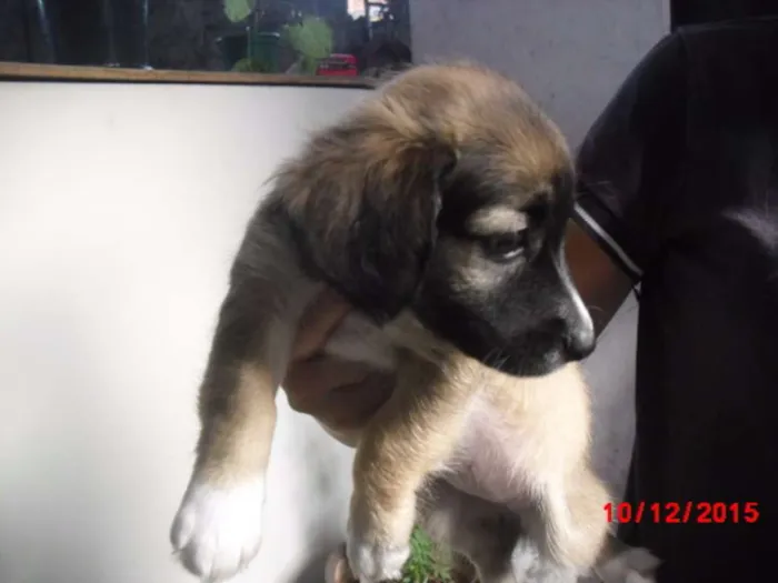 Cachorro ra a SRD idade 2 a 6 meses nome FELÍCIA
