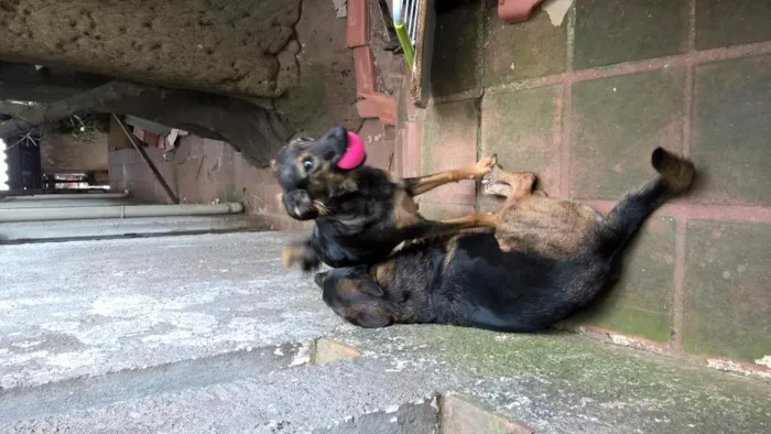 Cachorro ra a srd idade 2 anos nome Lilica e scooby