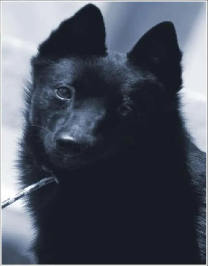 Cachorro ra a schipperk idade 6 ou mais anos nome naja GRATIFICA