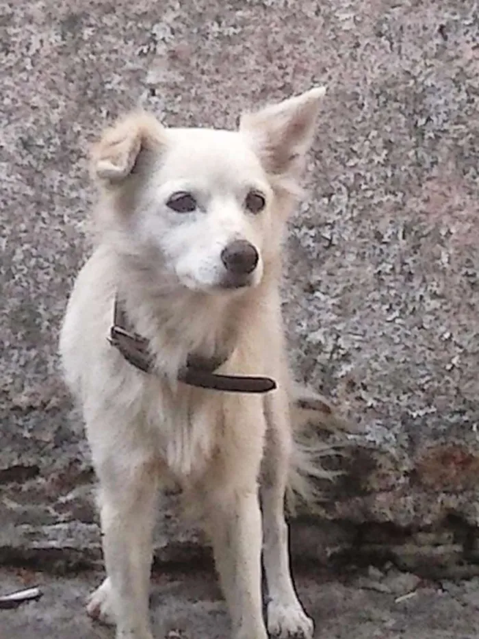 Cachorro ra a  idade 6 ou mais anos nome Branca
