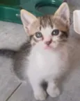 Tigresa