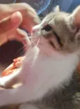 Tigresa