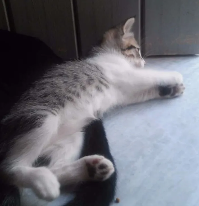 Gato ra a  idade Abaixo de 2 meses nome Tigresa