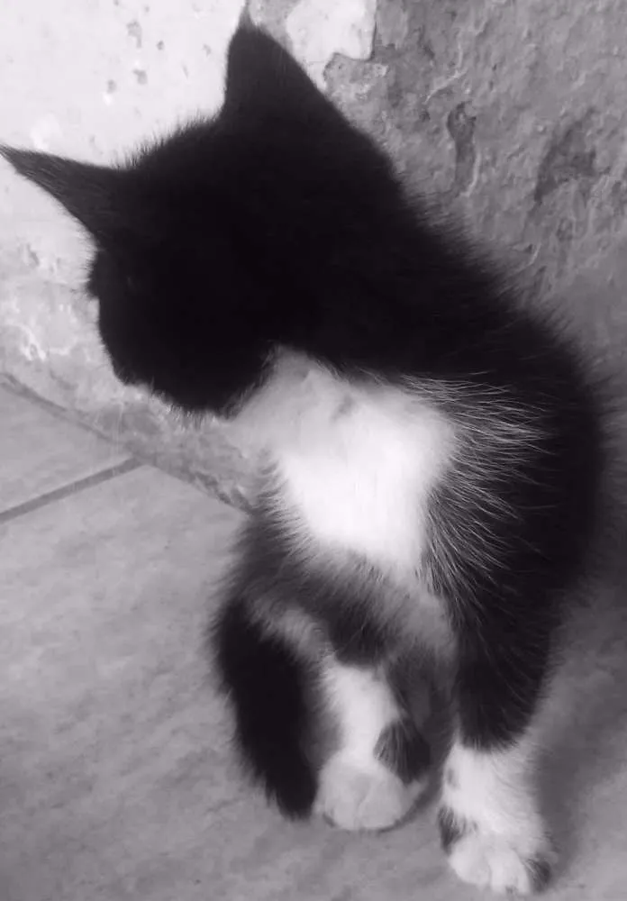 Gato raça  idade Abaixo de 2 meses nome África