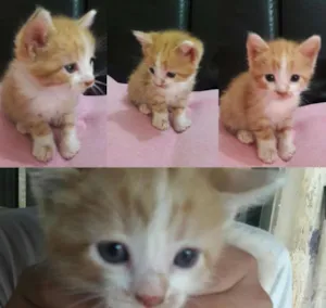 Gato raça Não tem idade Abaixo de 2 meses nome Adote