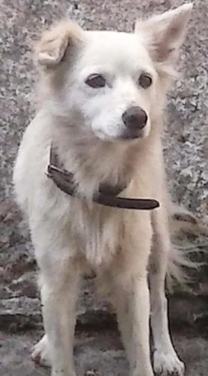 Cachorro raça  idade 6 ou mais anos nome Branca