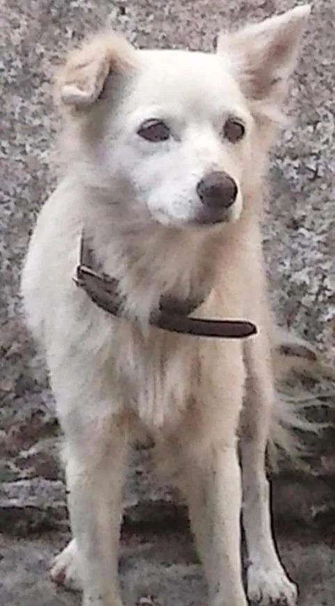 Cachorro ra a  idade 6 ou mais anos nome Branca