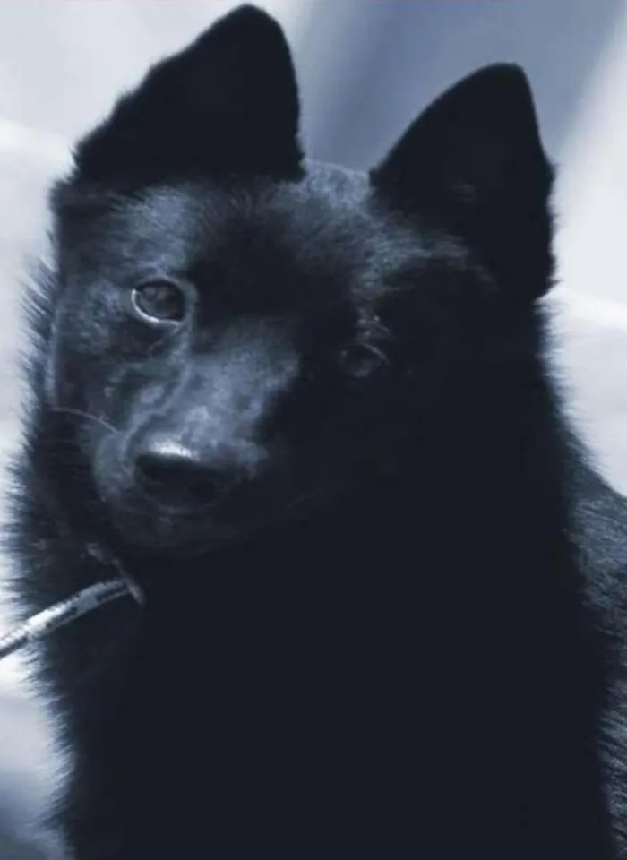 Cachorro ra a schipperk idade 6 ou mais anos nome naja GRATIFICA