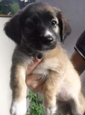 Cachorro raça SRD idade 2 a 6 meses nome FELÍCIA