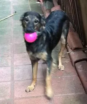 Cachorro raça srd idade 2 anos nome Lilica e scooby