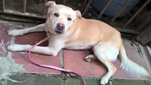 Cachorro raça srd idade 1 ano nome Felipe