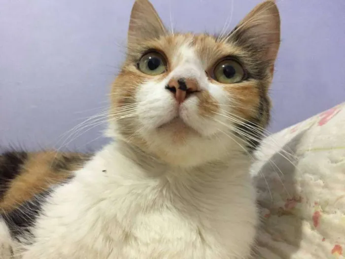 Gato ra a SRD idade 1 ano nome Lira
