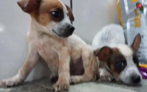 Cachorro raça SRD idade 2 a 6 meses nome Filhotes