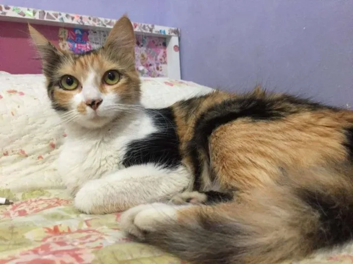 Gato ra a SRD idade 1 ano nome Lira