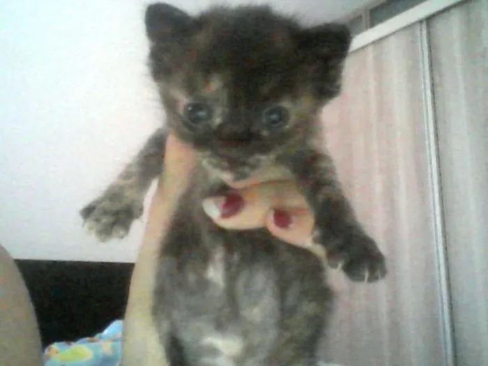 Gato ra a Sem raca definida idade Abaixo de 2 meses nome Sem nome