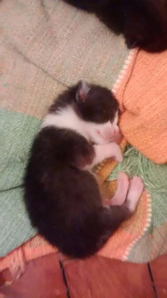 Gato ra a Sem raca definida idade Abaixo de 2 meses nome Sem nome