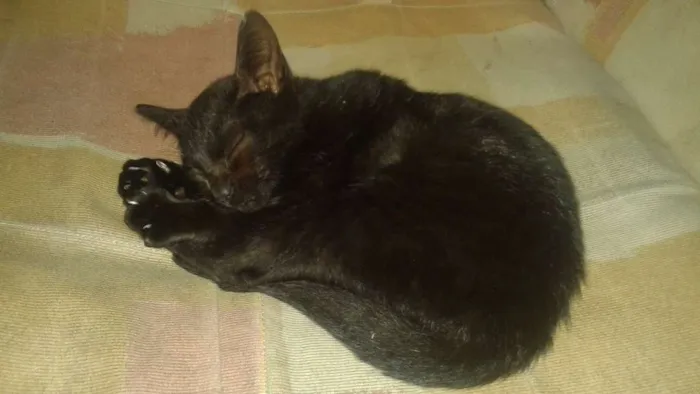 Gato ra a Vira Lata idade 2 a 6 meses nome sem nome